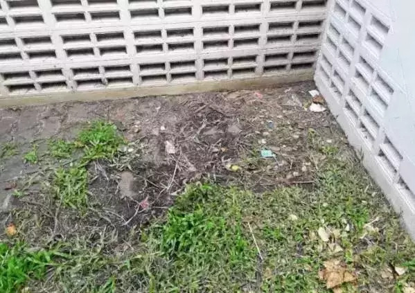 公园野战的简单介绍
